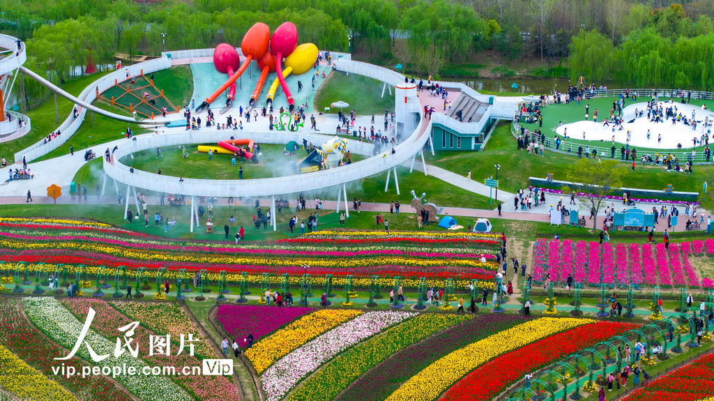 2024年4月13日，游客在江苏省盐城市大丰区荷兰花海景区内赏花游玩。