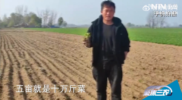 山东曹县一农户被迫犁掉十万斤菜，当地回应  阅读 10万+